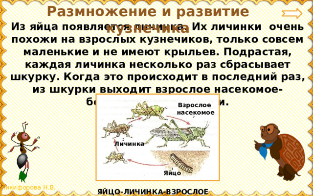 Размножение и развитие кузнечика. Размножение и развитии животных развитии кузнечика. Размножение и развитие животных вывод. Размножение и развитие животных 3 класс.