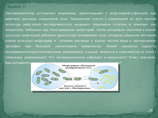 Вариант 11 Экспериментатор исследовал изменения, происходящие с инфузорией-туфелькой при действии раствора поваренной соли. Предметное стекло с нанесенной на него каплей культуры инфузорий экспериментатор накрывал покровным стеклом и помещал под микроскоп, наблюдая при этом движение инфузорий. Затем осторожно пипеткой в каплю культуры инфузорий добавлял кристаллик поваренной соли, соединял водяным мостиком каплю культуры инфузорий в соленом растворе и каплю чистой воды и рассматривал препарат при большом увеличением микроскопа. Какой параметр задается экспериментатором (независимая переменная), а какой меняется в зависимости от этого ( зависимая переменная)? Что экспериментатор наблюдал в микроскоп? Ответ поясните. Как называется явление, увиденное экспериментатором в микроскоп?  