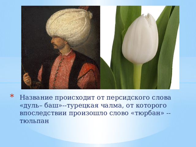 Название происходит от персидского слова «дуль– баш»--турецкая чалма, от которого впоследствии произошло слово «тюрбан» -- тюльпан 