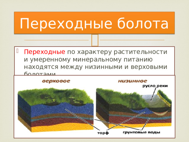 Переходные болота Переходные по характеру растительности и умеренному минеральному питанию находятся между низинными и верховыми болотами. 
