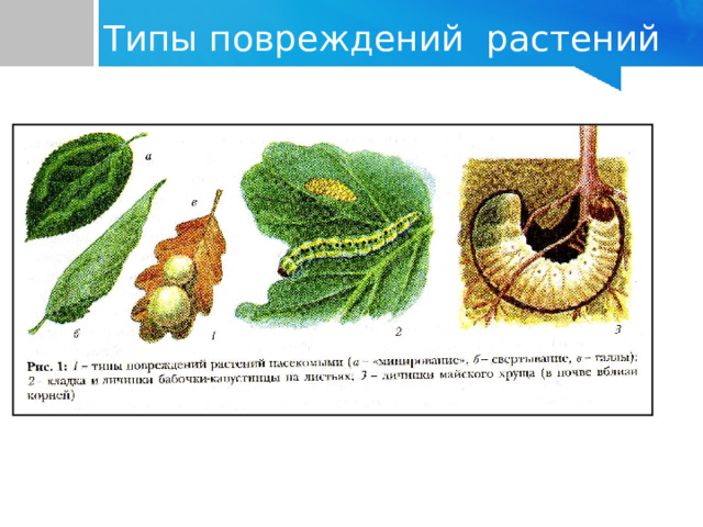 Типы повреждений растений 