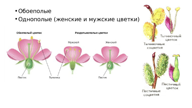 Обоеполые Однополые (женские и мужские цветки) 
