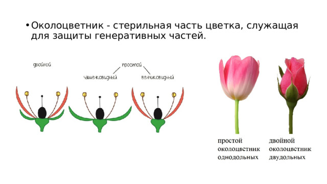 Околоцветник - стерильная часть цветка, служащая для защиты генеративных частей. 