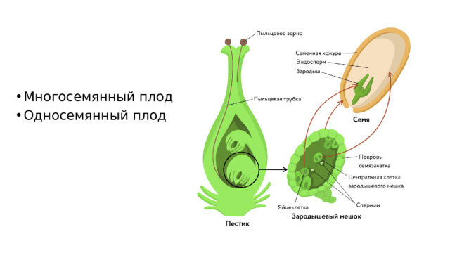 Многосемянный плод Односемянный плод 