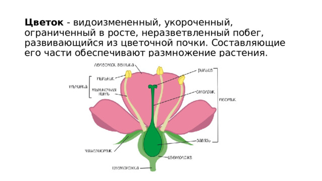 Цветок - видоизмененный, укороченный, ограниченный в росте, неразветвленный побег, развивающийся из цветочной почки. Составляющие его части обеспечивают размножение растения. 