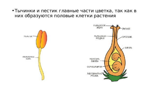 Тычинки и пестик главные части цветка, так как в них образуются половые клетки растения 