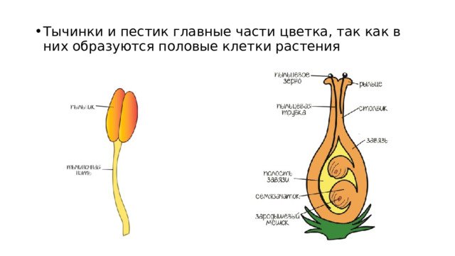 Из какой части цветка формируется