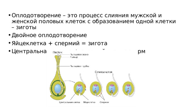 Процесс слияния мужской и женской клеток называется