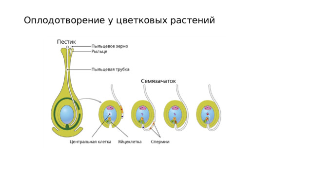 Оплодотворение у цветковых растений 