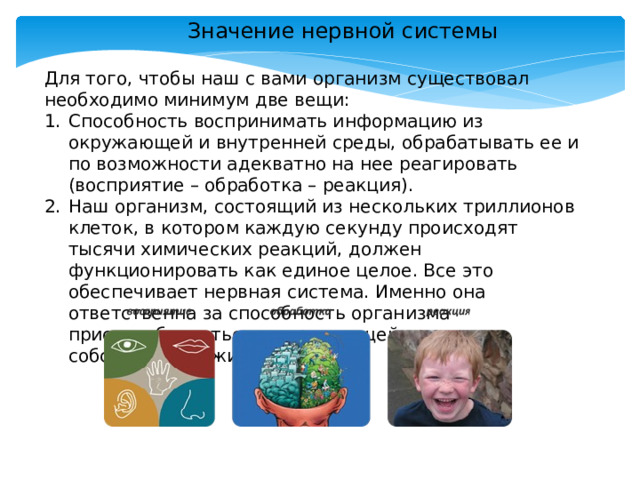 Значение нервной системы Для того, чтобы наш с вами организм существовал необходимо минимум две вещи: Способность воспринимать информацию из окружающей и внутренней среды, обрабатывать ее и по возможности адекватно на нее реагировать (восприятие – обработка – реакция). Наш организм, состоящий из нескольких триллионов клеток, в котором каждую секунду происходят тысячи химических реакций, должен функционировать как единое целое. Все это обеспечивает нервная система. Именно она ответственна за способность организма приспосабливаться к окружающей среде и собственно, выживать. 