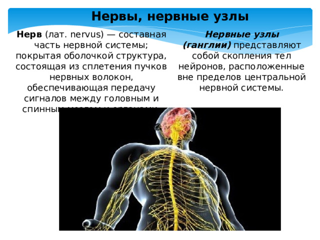 Нервы, нервные узлы Нерв  (лат. nervus) — составная часть нервной системы; покрытая оболочкой структура, состоящая из сплетения пучков нервных волокон, обеспечивающая передачу сигналов между головным и спинным мозгом и органами. Нервные узлы (ганглии)  представляют собой скопления тел нейронов, расположенные вне пределов центральной нервной системы. 