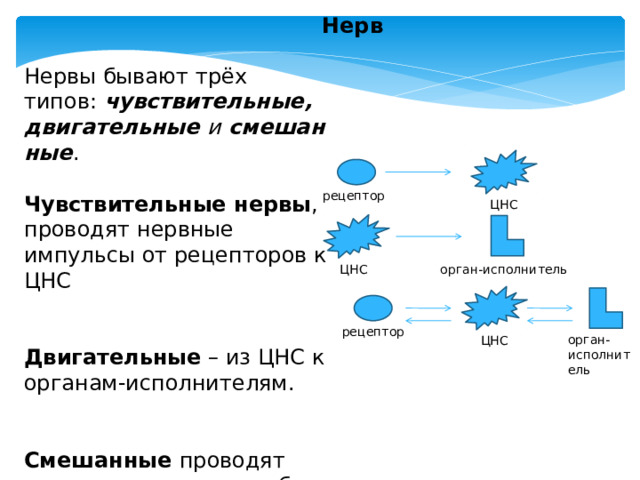 Нерв Нервы бывают трёх типов:  чувствительные, двигательные  и  смешанные .  Чувствительные нервы , проводят нервные импульсы от рецепторов к ЦНС    Двигательные  – из ЦНС к органам-исполнителям.    Смешанные  проводят нервные импульсы в обоих направлениях. рецептор ЦНС орган-исполнитель ЦНС рецептор орган-исполнитель ЦНС 