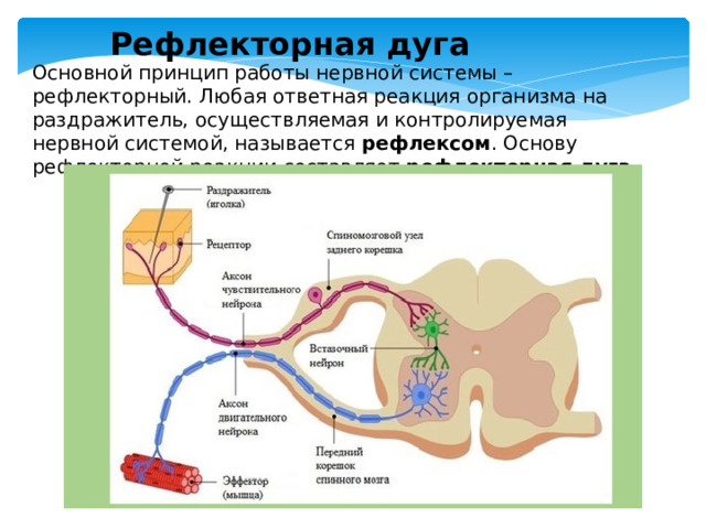 Рефлекторная дуга Основной принцип работы нервной системы – рефлекторный. Любая ответная реакция организма на раздражитель, осуществляемая и контролируемая нервной системой, называется рефлексом . Основу рефлекторной реакции составляет рефлекторная дуга 