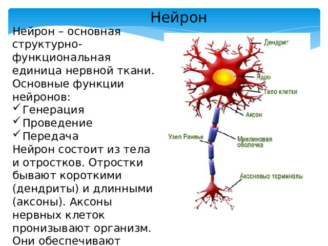 Нейрон Нейрон – основная структурно-функциональная единица нервной ткани. Основные функции нейронов: Генерация Проведение Передача Нейрон состоит из тела и отростков. Отростки бывают короткими (дендриты) и длинными (аксоны). Аксоны нервных клеток пронизывают организм. Они обеспечивают связь головного мозга и спинного мозга с любым участком тела. 
