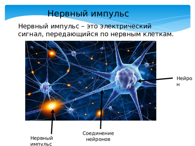 Нервный импульс Нервный импульс – это электрический сигнал, передающийся по нервным клеткам. Нейрон Соединение нейронов Нервный импульс 