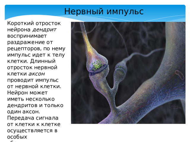 Нервный импульс Короткий отросток нейрона дендрит воспринимает раздражение от рецепторов, по нему импульс идет к телу клетки. Длинный отросток нервной клетки аксон проводит импульс от нервной клетки. Нейрон может иметь несколько дендритов и только один аксон. Передача сигнала от клетки к клетке осуществляется в особых образованиях - синапсах 