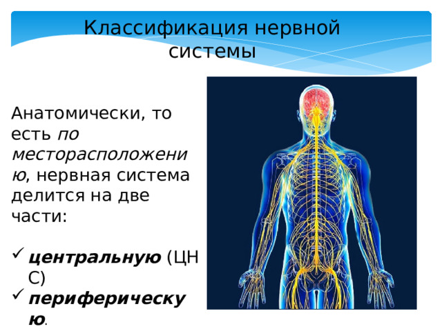 Классификация нервной системы Анатомически, то есть по месторасположению , нервная система делится на две части:   центральную  (ЦНС) периферическую . 