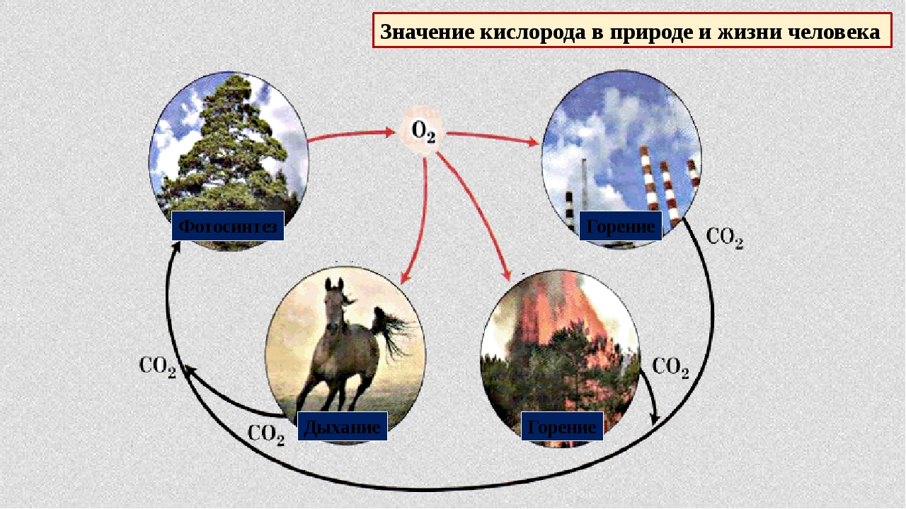 Роль кислорода