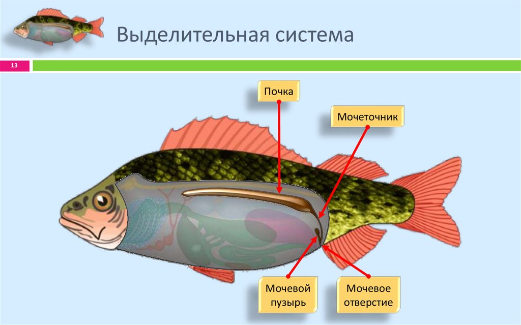 Какие системы органов у рыб. Система органов выделения у рыб. Строение выделительной системы рыб. Строение выделительной системы рыб схема. Выделительная система рыб 7 класс схема.