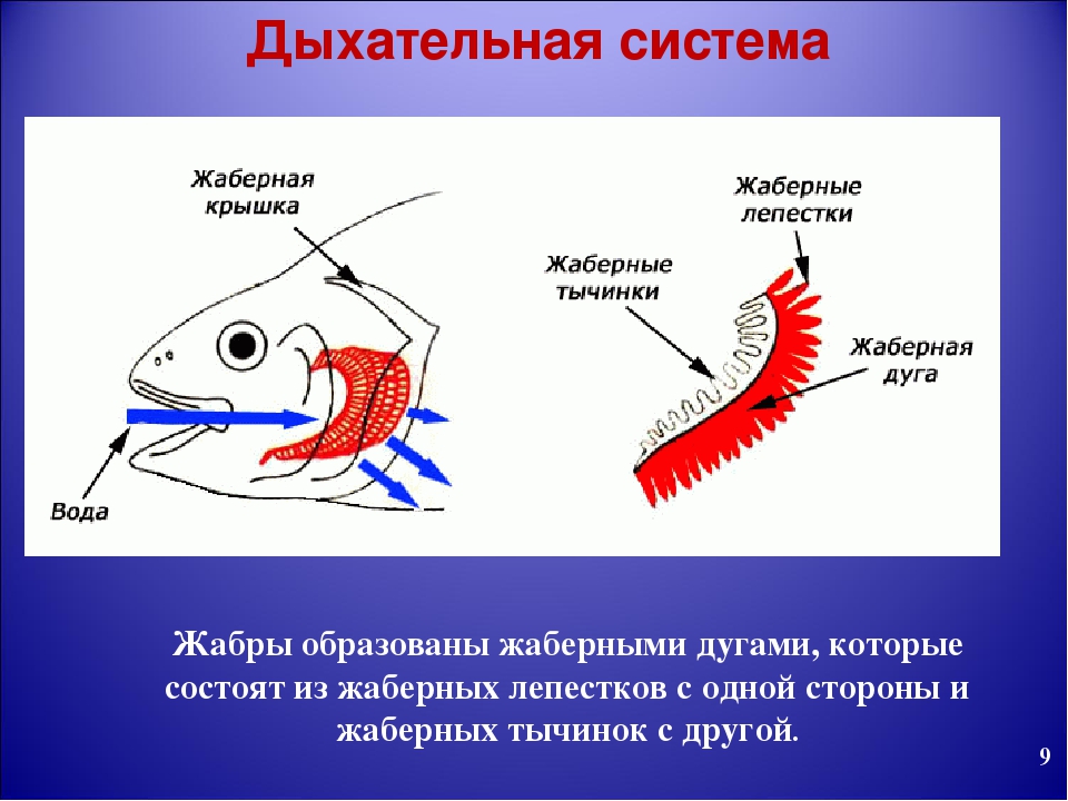 Строение жабр рыб рисунок - 95 фото