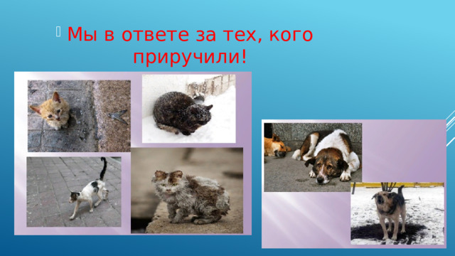 Мы в ответе за тех, кого приручили! 