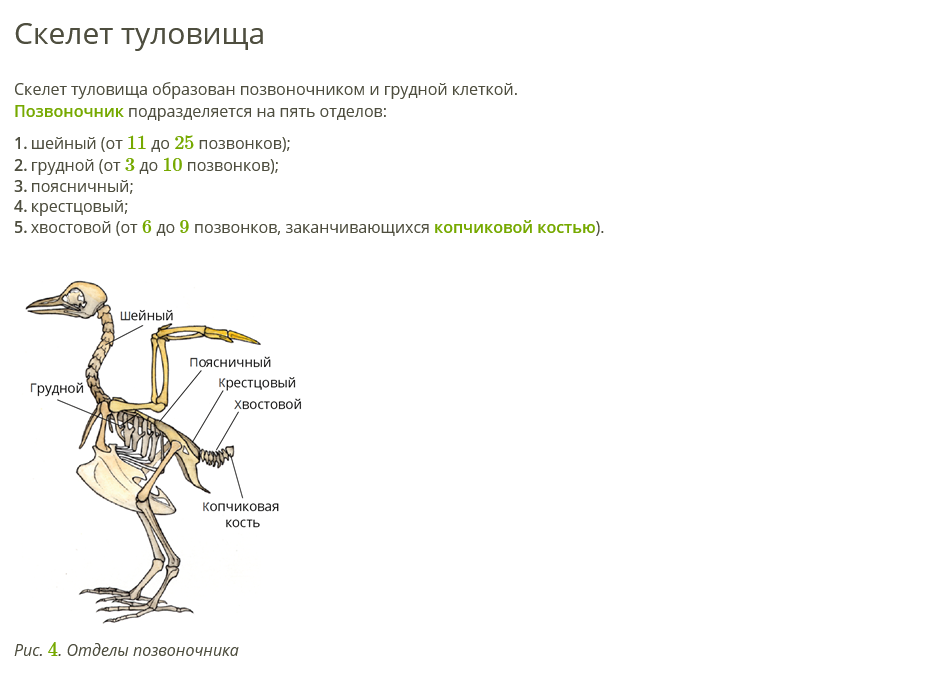 Схема опорно двигательной системы птиц