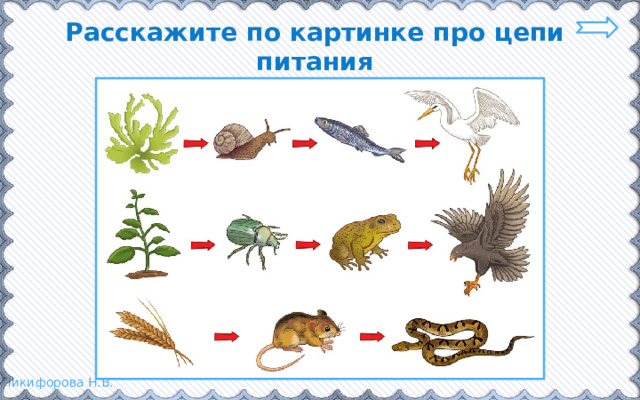 Расскажите по картинке про цепи питания 