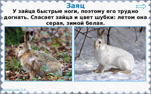 Заяц У зайца быстрые ноги, поэтому его трудно догнать. Спасает зайца и цвет шубки: летом она серая, зимой белая. 