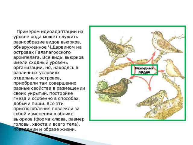 Идиоадаптации у птиц примеры. Вьюрки Галапагосского архипелага. Идиоадаптация примеры.