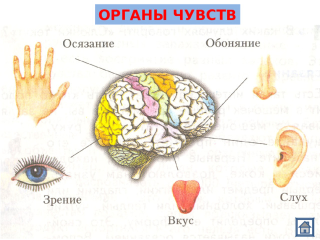ОРГАНЫ ЧУВСТВ 