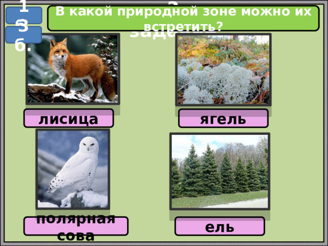 В какой природной зоне можно их встретить? 1 б. 3 задание 3 б. лисица ягель полярная сова ель 
