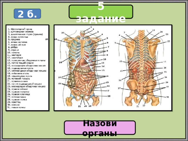 5 задание 2 б. Назови органы 