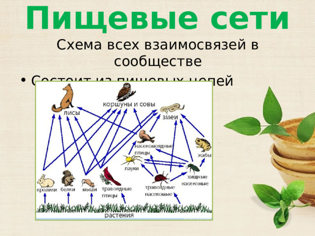 Ведущая роль растений в природном сообществе заключается. Пищевая сеть. Пищевая сеть примеры. Схема пищевой сети сообщества. Пищевая сеть по биологии.