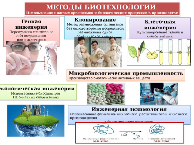 МЕТОДЫ БИОТЕХНОЛОГИИ Использование живых организмов и биологических процессов в производстве Клонирование Метод размножения организмов без оплодотворения посредством размножения одной соматической клетки Генная инженерия Перестройка генотипа за счёт встраивания или исключения определённых генов Клеточная инженерия Культивирование тканей и клеток высших организмов Микробиологическая промышленность Производство биологически активных веществ Экологическая инженерии Использование биофильтров На очистных сооружениях Инженерная экзимология Использование ферментов микробного, растительного и животного происхождения в биохимических процессах 