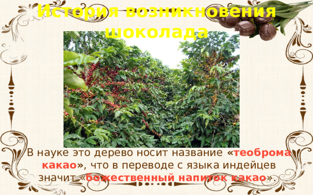 История возникновения шоколада В науке это дерево носит название « теоброма какао » , что в переводе с языка индейцев значит « божественный напиток какао ». 