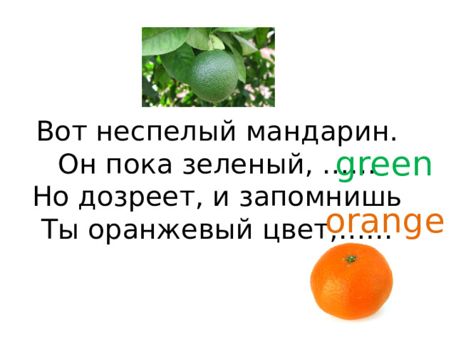 Вот неспелый мандарин.  Он пока зеленый, ……  Но дозреет, и запомнишь  Ты оранжевый цвет,……   green orange 