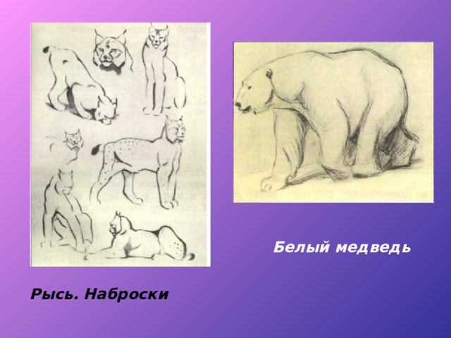 Белый медведь Рысь. Наброски 