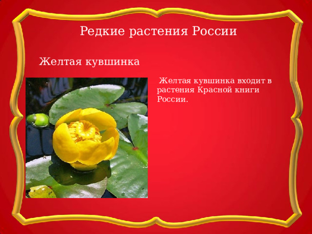 Редкие растения России Желтая кувшинка  Желтая кувшинка входит в растения Красной книги России. 