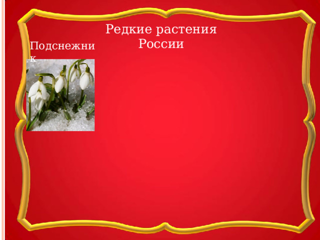 Редкие растения России Подснежник 