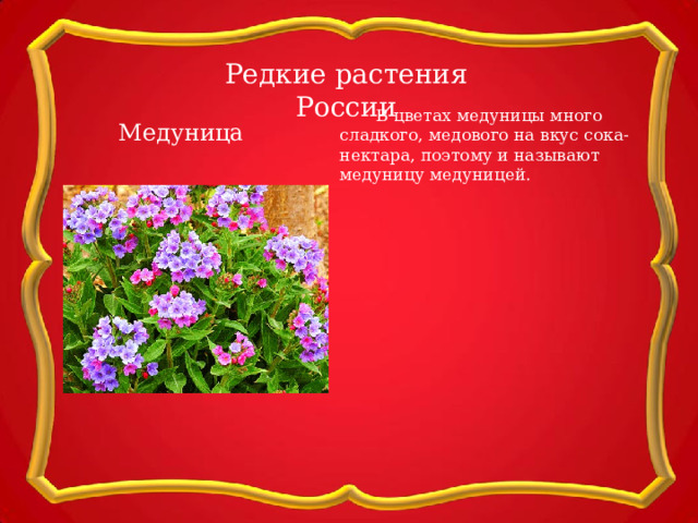 Редкие растения России  В цветах медуницы много сладкого, медового на вкус сока-нектара, поэтому и называют медуницу медуницей. Медуница 