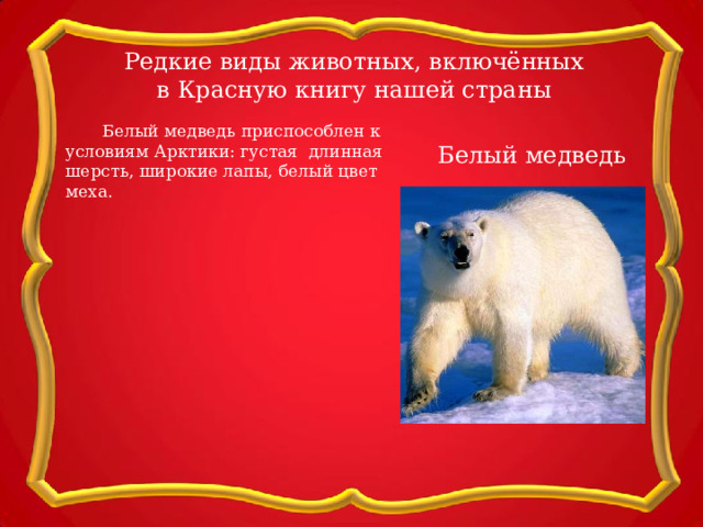 Редкие виды животных, включённых в Красную книгу нашей страны  Белый медведь приспособлен к условиям Арктики: густая длинная шерсть, широкие лапы, белый цвет меха. Белый медведь 