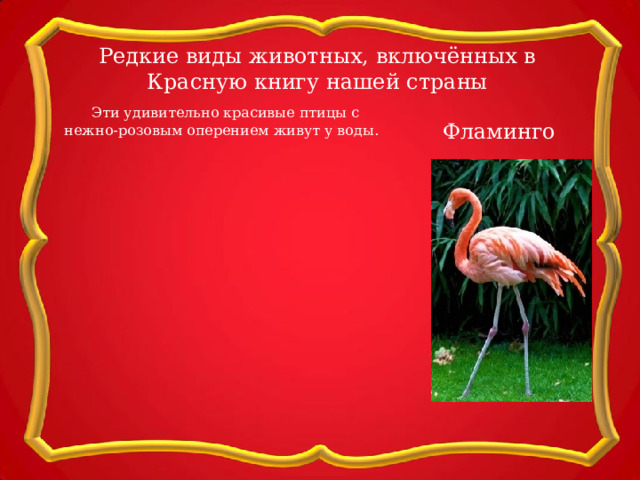 Редкие виды животных, включённых в Красную книгу нашей страны  Эти удивительно красивые птицы с нежно-розовым оперением живут у воды. Фламинго 