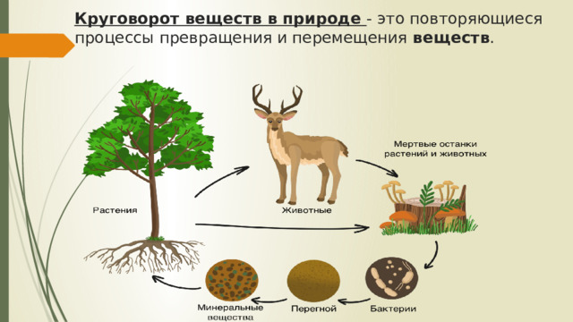 Пищевые связи круговорот веществ и энергии в экосистемах 11 класс презентация