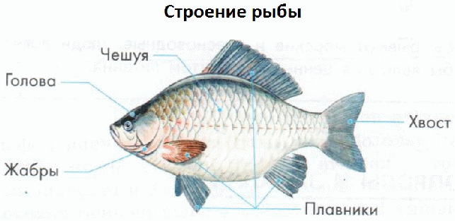 План рыбы 2 младшая группа