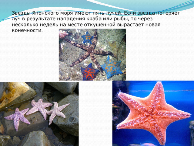 Звезды Японского моря имеют пять лучей. Если звезда потеряет луч в результате нападения краба или рыбы, то через несколько недель на месте откушенной вырастает новая конечности . 