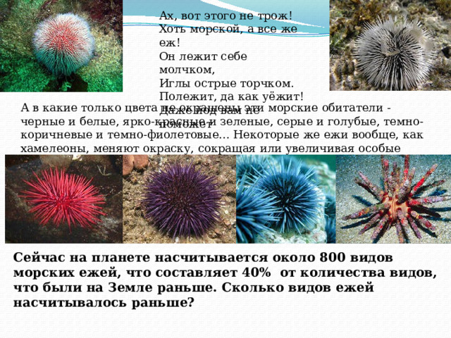 Ах, вот этого не трож! Хоть морской, а все же еж! Он лежит себе молчком, Иглы острые торчком. Полежит, да как уёжит! Даже йод вам не поможет А в какие только цвета не окрашены эти морские обитатели - черные и белые, ярко-красные и зеленые, серые и голубые, темно-коричневые и темно-фиолетовые... Некоторые же ежи вообще, как хамелеоны, меняют окраску, сокращая или увеличивая особые клетки кожи, которые содержат красящие веществ Сейчас на планете насчитывается около 800 видов морских ежей, что составляет 40% от количества видов, что были на Земле раньше. Сколько видов ежей насчитывалось раньше?  