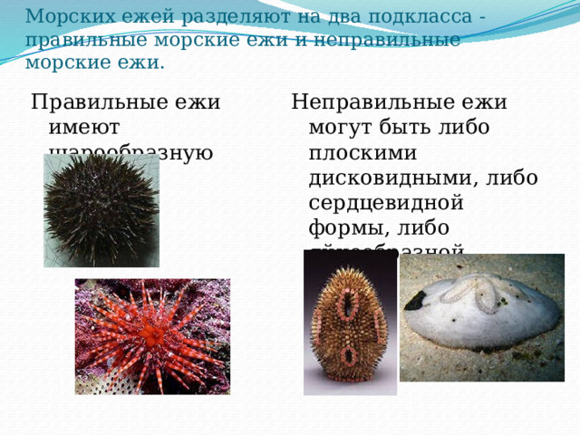 Морских ежей разделяют на два подкласса - правильные морские ежи и неправильные морские ежи. Правильные ежи имеют шарообразную форму Неправильные ежи могут быть либо плоскими дисковидными, либо сердцевидной формы, либо яйцеобразной 