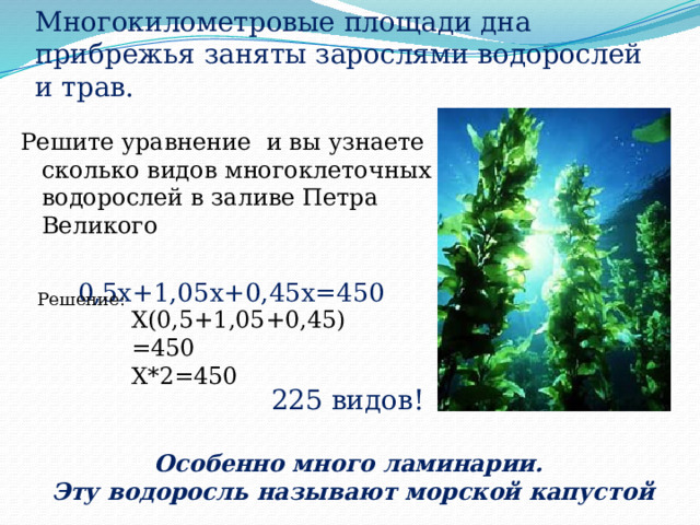 Многокилометровые площади дна прибрежья заняты зарослями водорослей и трав. Решите уравнение и вы узнаете сколько видов многоклеточных водорослей в заливе Петра Великого 0,5х+1,05х+0,45х=450 Решение: Х(0,5+1,05+0,45)=450 Х*2=450 225 видов! Особенно много ламинарии. Эту водоросль называют морской капустой 