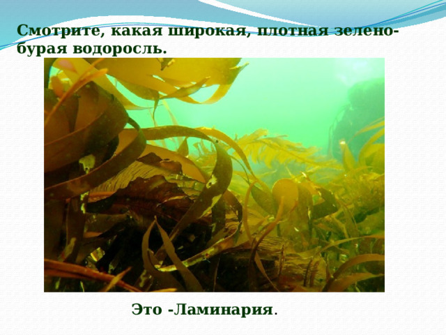 Смотрите, какая широкая, плотная зелено-бурая водоросль. Это -Ламинария . 