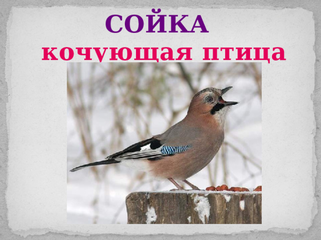 Презентация кочующие птицы